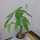 クック8THT7M☆