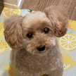 Happycoku