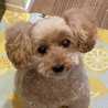 Happycoku
