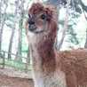 モフモフまろん