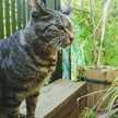 親方ねこ