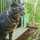 親方ねこ