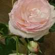 彌チコ