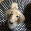 ワタルまま