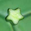 クック☆さくら
