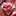 ume_ribbon ume_ribbon