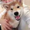 ボニボニぼに