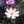 pinkcosmos