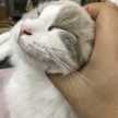 トム猫3