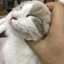 トム猫3