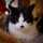 猫澤Z