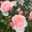 Rose❀Kt