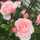 Rose❀Kt