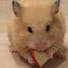 白石さんちの食卓