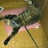 nyantaまま