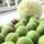 sproutnut