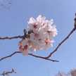 子びっちwithO