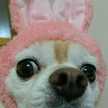 伊予美人