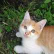 まよねこちゃん