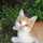 まよねこちゃん まよねこちゃん