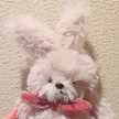 maiれしぴ
