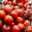 motomatos