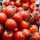 motomatos motomatos