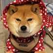 きんきん金時