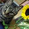 蒼空ねこ