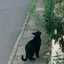 ★くろねこ