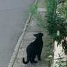 ★くろねこ