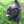 tucano