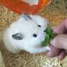 なつʕ•ᴥ•ʔきち