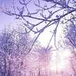 Nieve＊