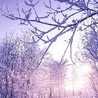 Nieve＊