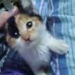 mico☆angle