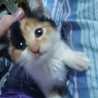 mico☆angle