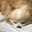 こねこのままごと