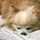 こねこのままごと