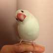 クックGYYI5Z☆