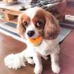 Charliemom