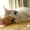 Shanti♪