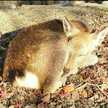 ふくふく村のＫさん