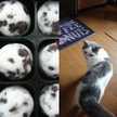 猫しゃん☆