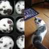 猫しゃん☆