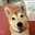 柴犬シバコ