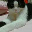 chikoco☆