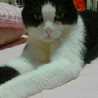 chikoco☆