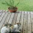 ｍｒｓとらねこ