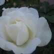 mipporinn